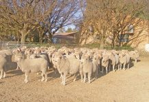 Unpredictable year awaits the SA wool industry