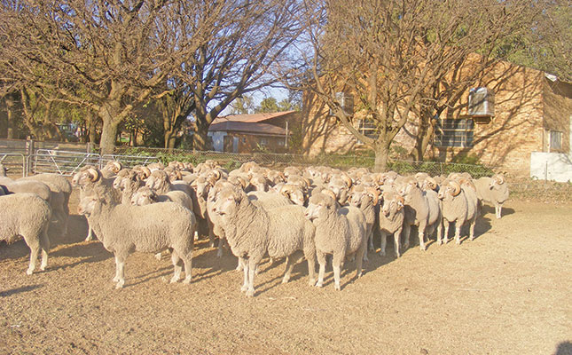 Unpredictable year awaits the SA wool industry Unpredictable year awaits the SA wool industry