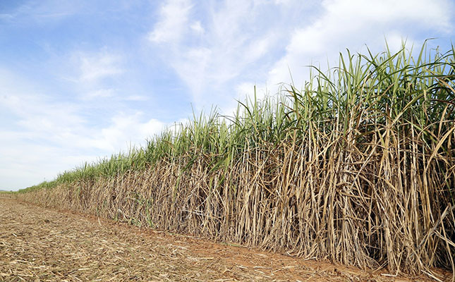 Ethanol production rise puts pressure on global sugar supply Ethanol production rise puts pressure on global sugar supply