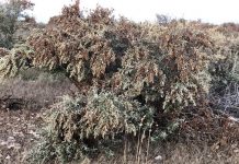 Locust swarms decimate recuperating Northern Cape veld