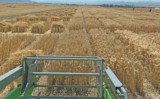 The basics of wheat production The basics of wheat production