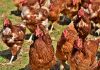Fears about higher risk of bird flu spreading to humans