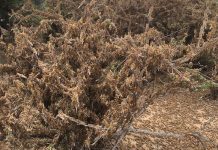 Vast areas of grazing destroyed by locusts in the Eastern Cape