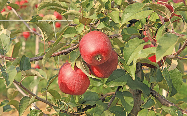 Profiting from apples: why quality trumps yield Profiting from apples: why quality trumps yield