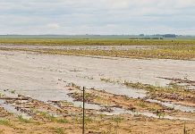High rainfall causes extensive damage to summer grain crop