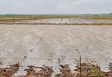 High rainfall could see major drop in maize crop expectations