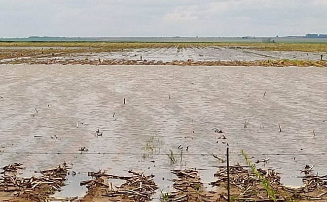 High rainfall could see major drop in maize crop expectations High rainfall could see major drop in maize crop expectations