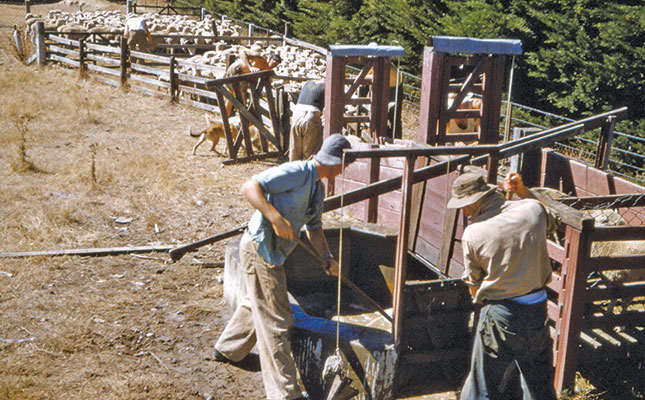 Tips for dipping sheep Tips for dipping sheep
