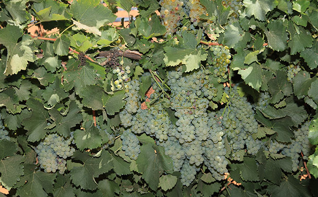 Fungal diseases drive up wine grape production costs Fungal diseases drive up wine grape production costs