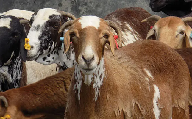 Damara sheep