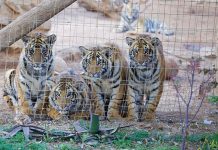 Call to halt captive breeding of all big cat species