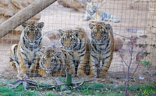 Call to halt captive breeding of all big cat species Call to halt captive breeding of all big cat species