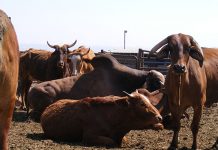 Small livestock farmers in the Free State ‘besieged’ by thieves