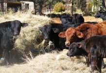 Fears mounting about renewed FMD outbreak in KZN