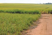 Former Tongaat Hulett executives released on bail in fraud case