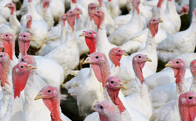 America, Asia on high alert as bird flu cases continue to spread America, Asia on high alert as bird flu cases continue to spread