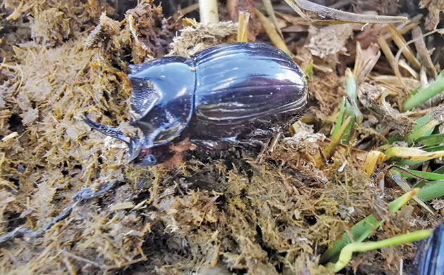 Tips for making your farm dung beetle-friendly Tips for making your farm dung beetle-friendly