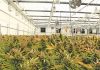 Growing medical cannabis: A capital-intensive venture with big returns