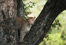 No solutions for leopard predation in Limpopo