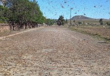 Urgent financial support needed to fight Northern Cape locusts