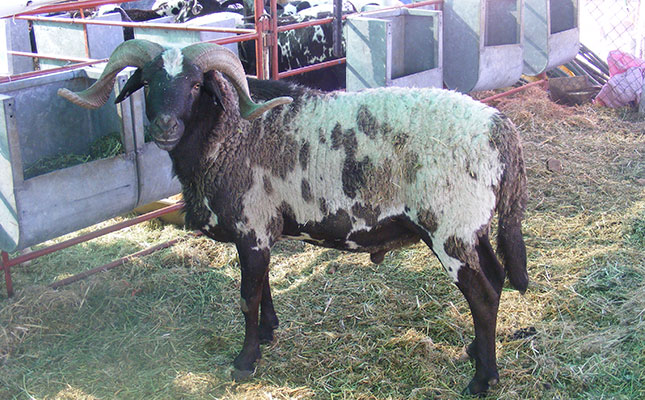 Namibia’s agri sector on the rebound, despite Swakara losses Namibia’s agri sector on the rebound, despite Swakara losses