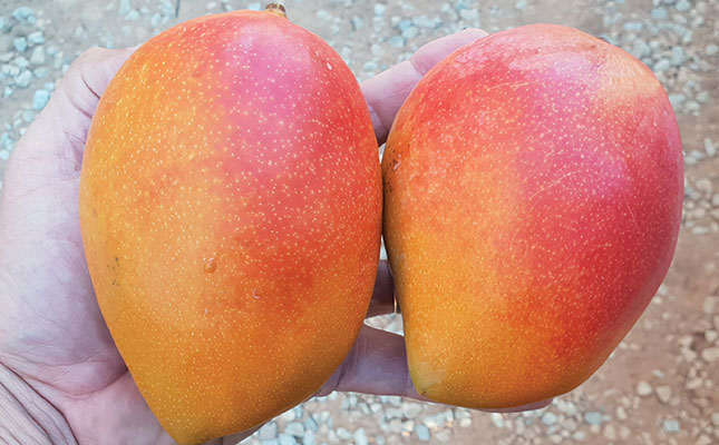 Promising new mango, kiwi and passion fruit cultivars Promising new mango, kiwi and passion fruit cultivars