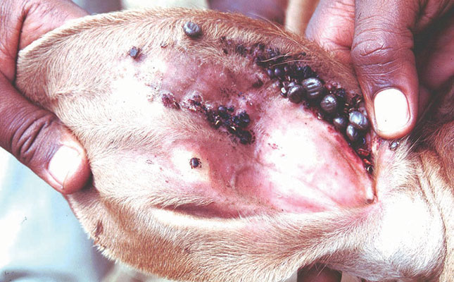 How ticks can harm animals How ticks can harm animals