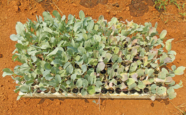 Don’t be too hasty to throw away old seedlings! Don’t be too hasty to throw away old seedlings!