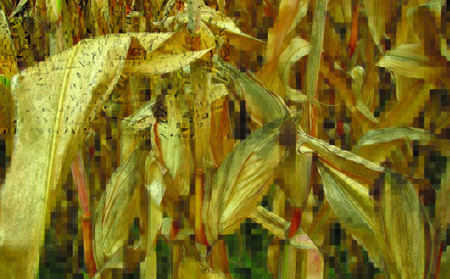 Volatile weather puts pressure on Botswana’s grain harvest Volatile weather puts pressure on Botswana’s grain harvest
