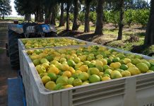 SA citrus exports set to increase despite ongoing challenges