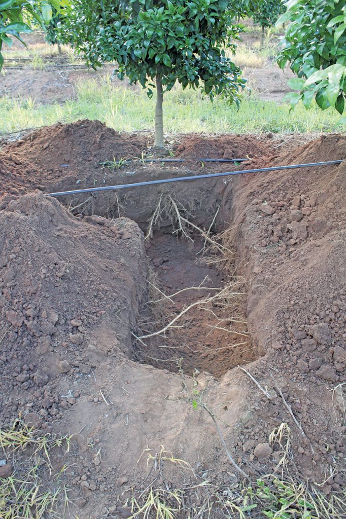 Getting to the root of declining pecan yields