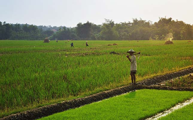 Hunting game help farmers in Laos to fight rat plague Hunting game help farmers in Laos to fight rat plague
