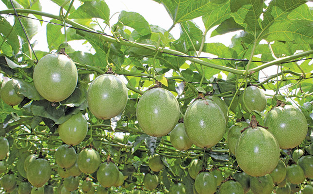 The game-changing passion fruit cultivar developed in SA The game-changing passion fruit cultivar developed in SA