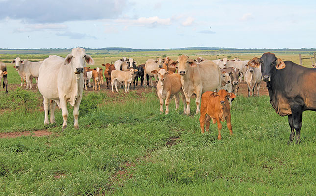 Know the basics: Starting a commercial beef herd from scratch Know the basics: Starting a commercial beef herd from scratch