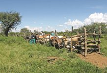 Concern about livestock vet shortage in South Africa veterinarians injecting cattle