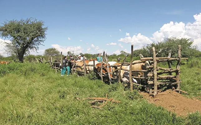 veterinarians injecting cattle