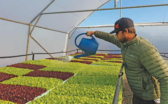 How aquaponics can produce top-quality crops and higher yields How aquaponics can produce top-quality crops and higher yields