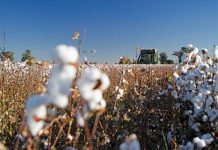 Cotton volumes expected to be 13% lower in 2022