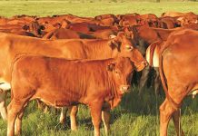 Government inaction blamed for spread of FMD in North West