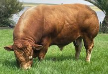 Limousin bull sold for a record R1,2 million