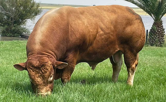 Limousin bull sold for a record R1,2 million Limousin bull sold for a record R1,2 million