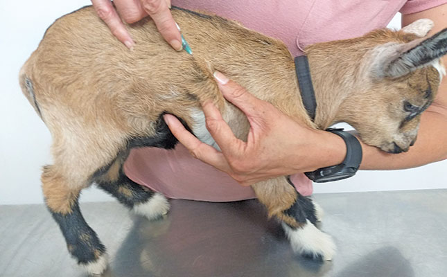 Animal health: putting together a first-aid kit for livestock Animal health: putting together a first-aid kit for livestock