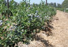 Farmers losing farms as price of blueberries falls