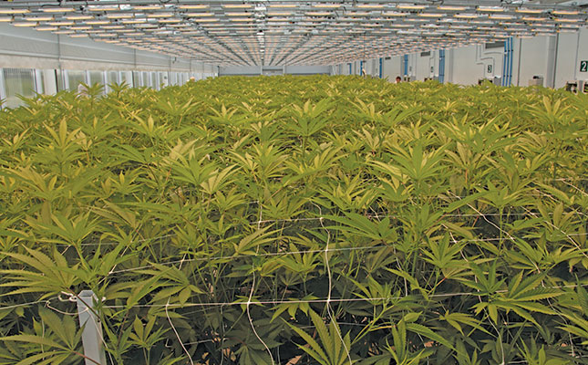 ‘SA well-positioned to become leader in cannabis production’ ‘SA well-positioned to become leader in cannabis production’