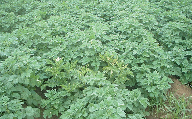 Planting and harvesting potatoes Planting and harvesting potatoes