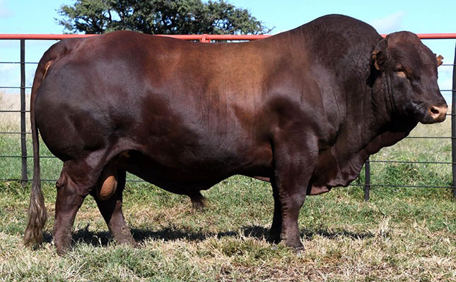 Bonsmara bull sells for record-breaking R2,1 million Bonsmara bull sells for record-breaking R2,1 million