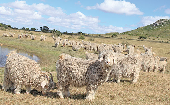 Breeding top Angora goats in the Southern Cape Breeding top Angora goats in the Southern Cape