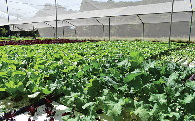 Choose the right hydroponics system for your operation Choose the right hydroponics system for your operation