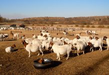 ‘Food security and the safety of rural communities go hand in hand’