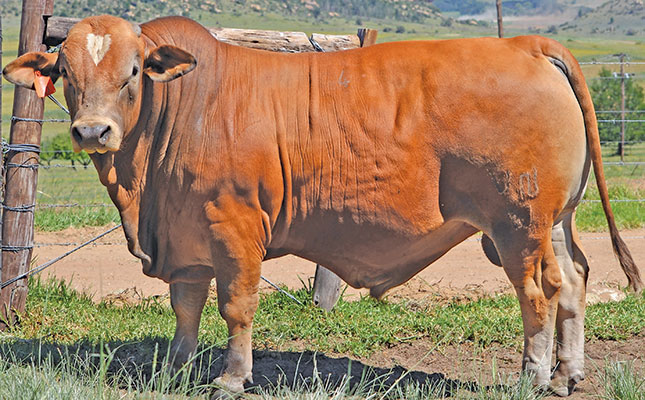 Genetics-based guidelines to buying a bull at an auction Genetics-based guidelines to buying a bull at an auction